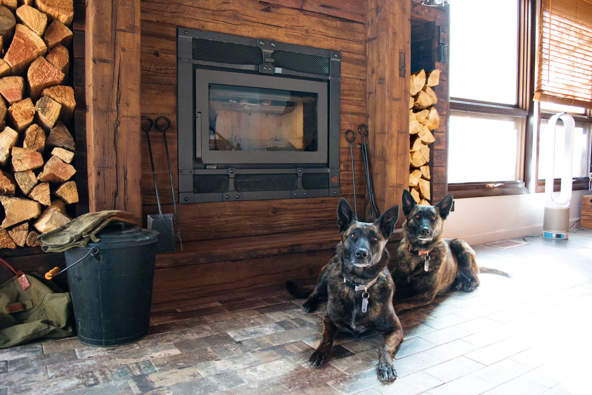 Two dogs in front of a FireplaceX Apex 42