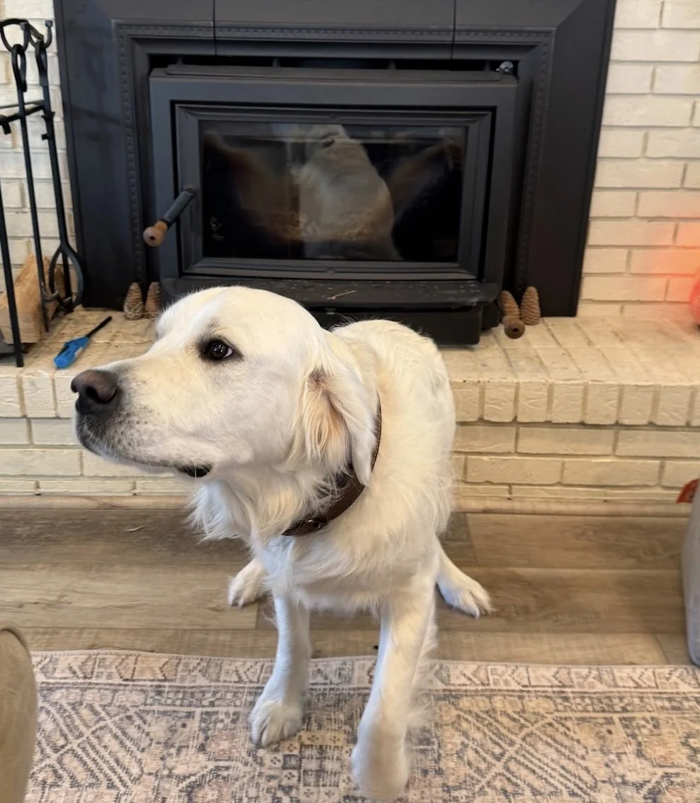 Dog.jpg