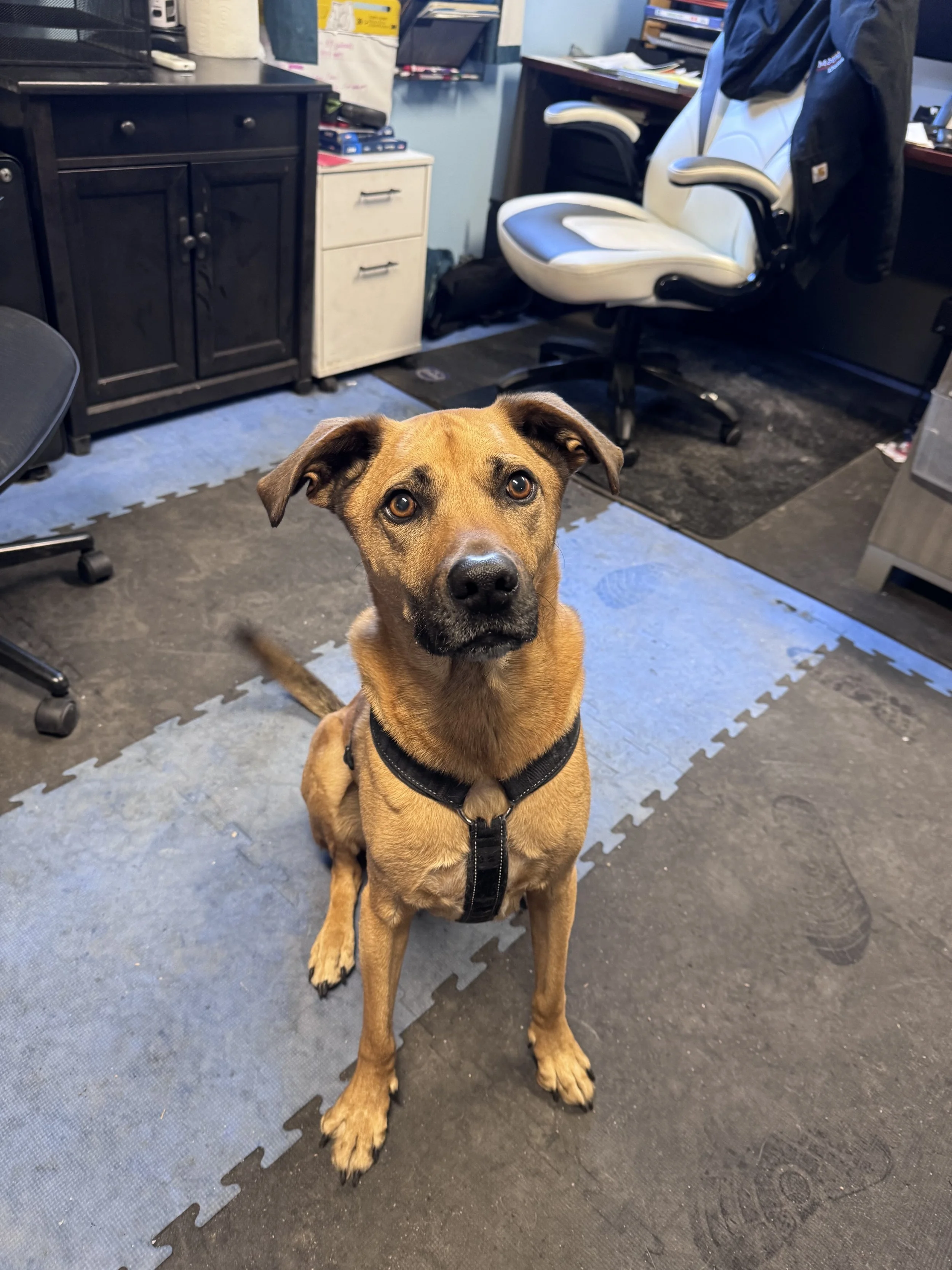 Tracks - Operations Herd Manager