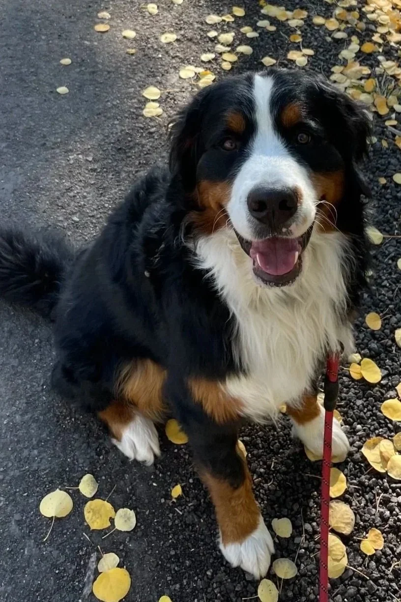 Griswold - Social Media Superstar