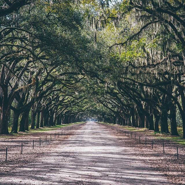 Sights of Savannah Pt. 2.
.
#wormsloe #savannah #georgia #plantation #travelga #goexplore #wanderlust #nikon
