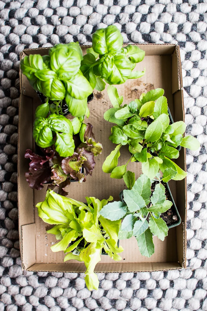 How to Plant a Small Space Lettuce Garden