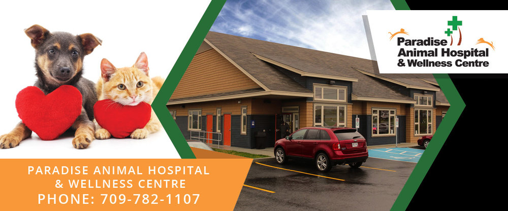 PARADISE ANIMAL HOSPITAL & WELLNESS CENTRE PARADISE ANIMAL HOSPITAL & WELLNESS CENTRE