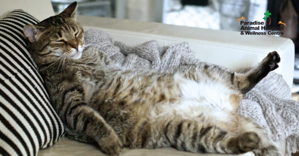 Blog — PARADISE ANIMAL HOSPITAL & WELLNESS CENTRE