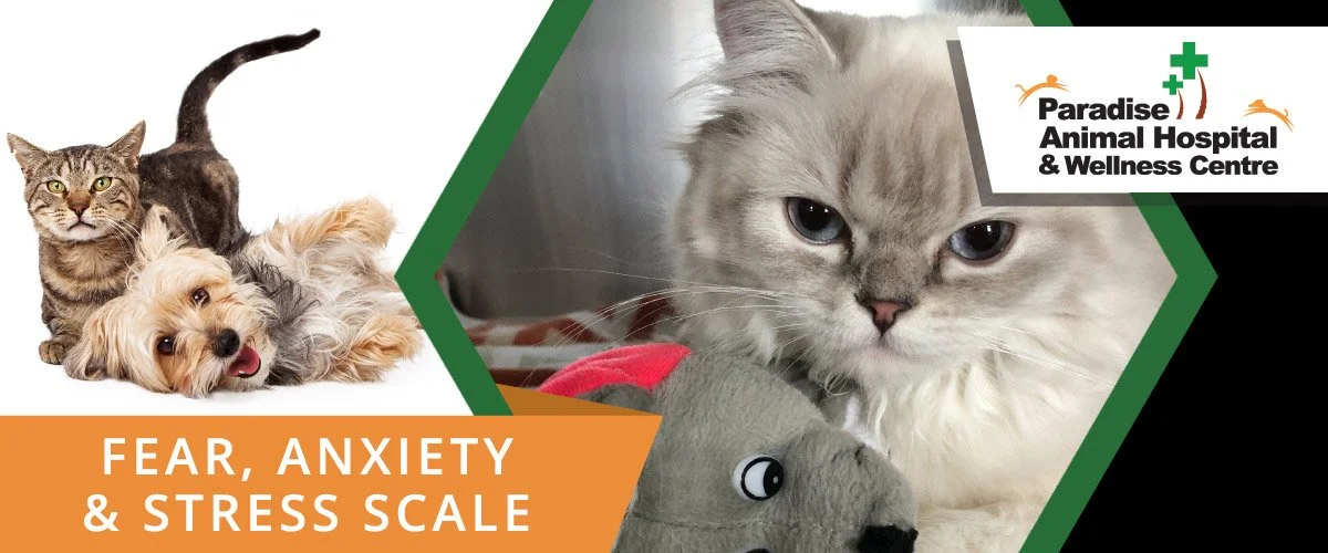 FEAR,-ANXIETY,-&-STRESS-SCALE.jpg