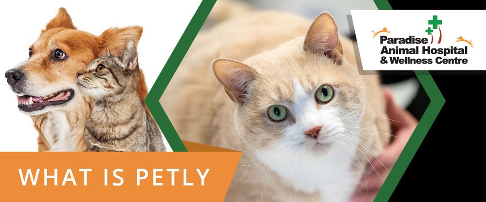 What is Petly? — PARADISE ANIMAL HOSPITAL & WELLNESS CENTRE
