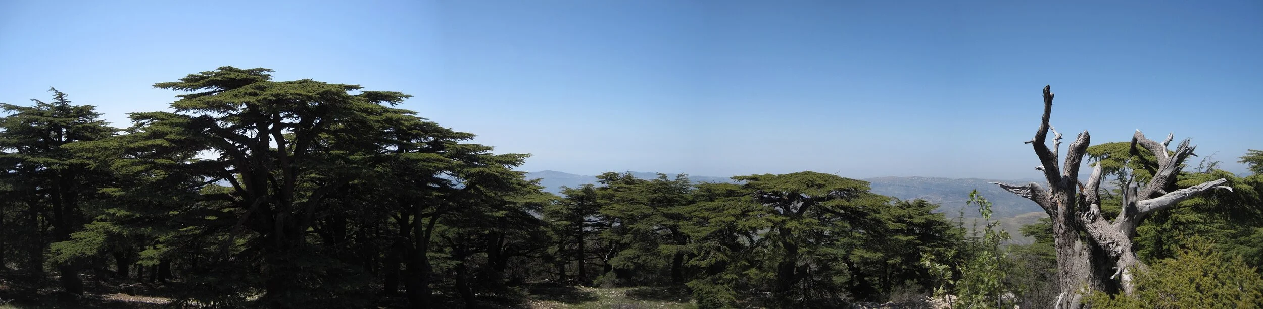 Cedars panoramic 1.jpg