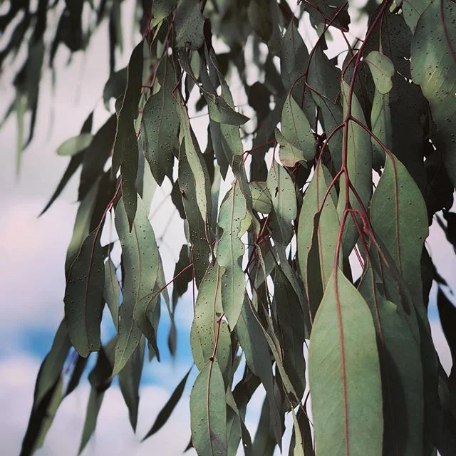 There&rsquo;s lots of original old growth trees remaining at Evans Park Ararat. What a great opportunity to live amongst the gums and enjoy the best of regional modern living. See more on our website. Check the bio. #modern #life #regionalatbest #reg