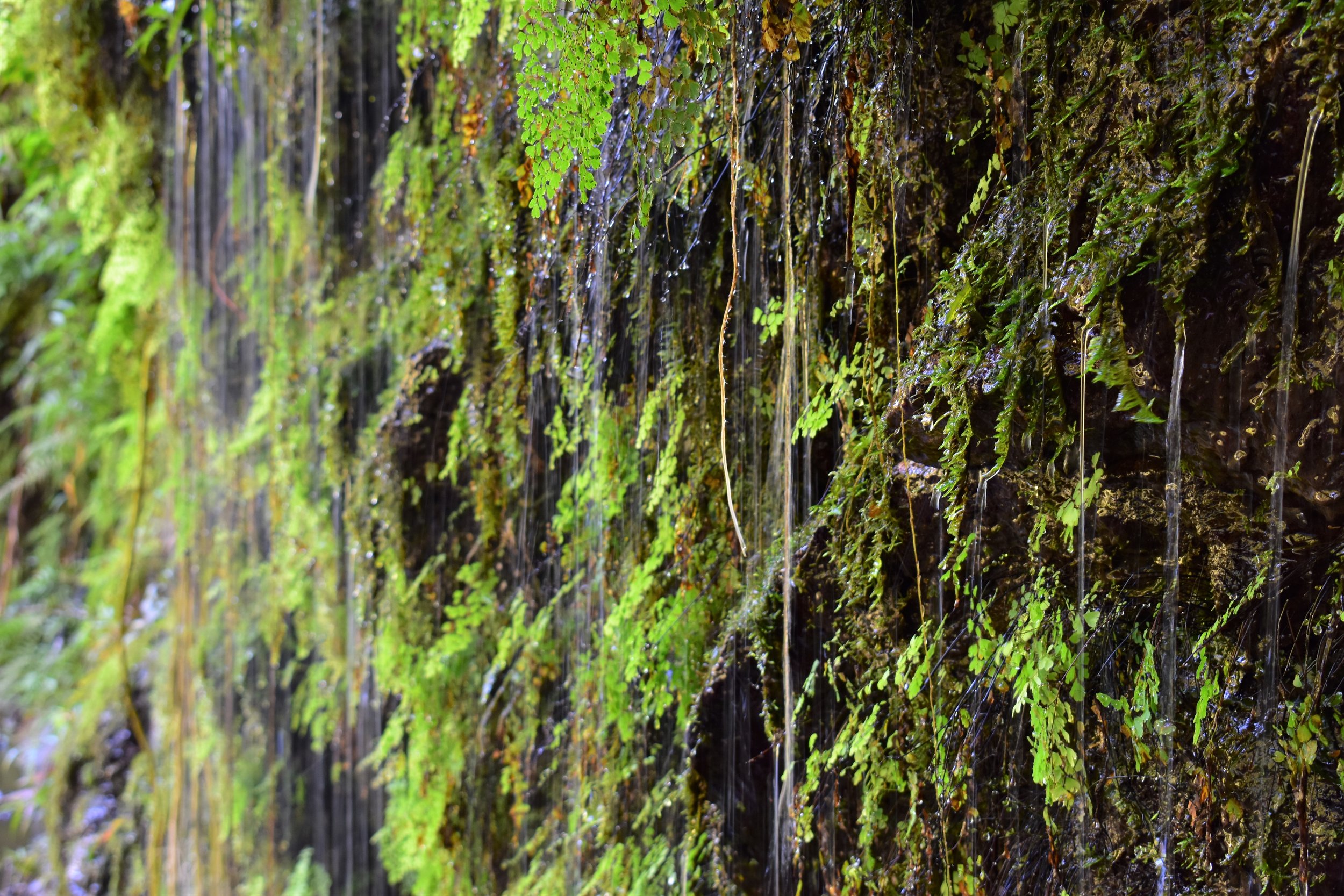 Road to Hana (7).JPG