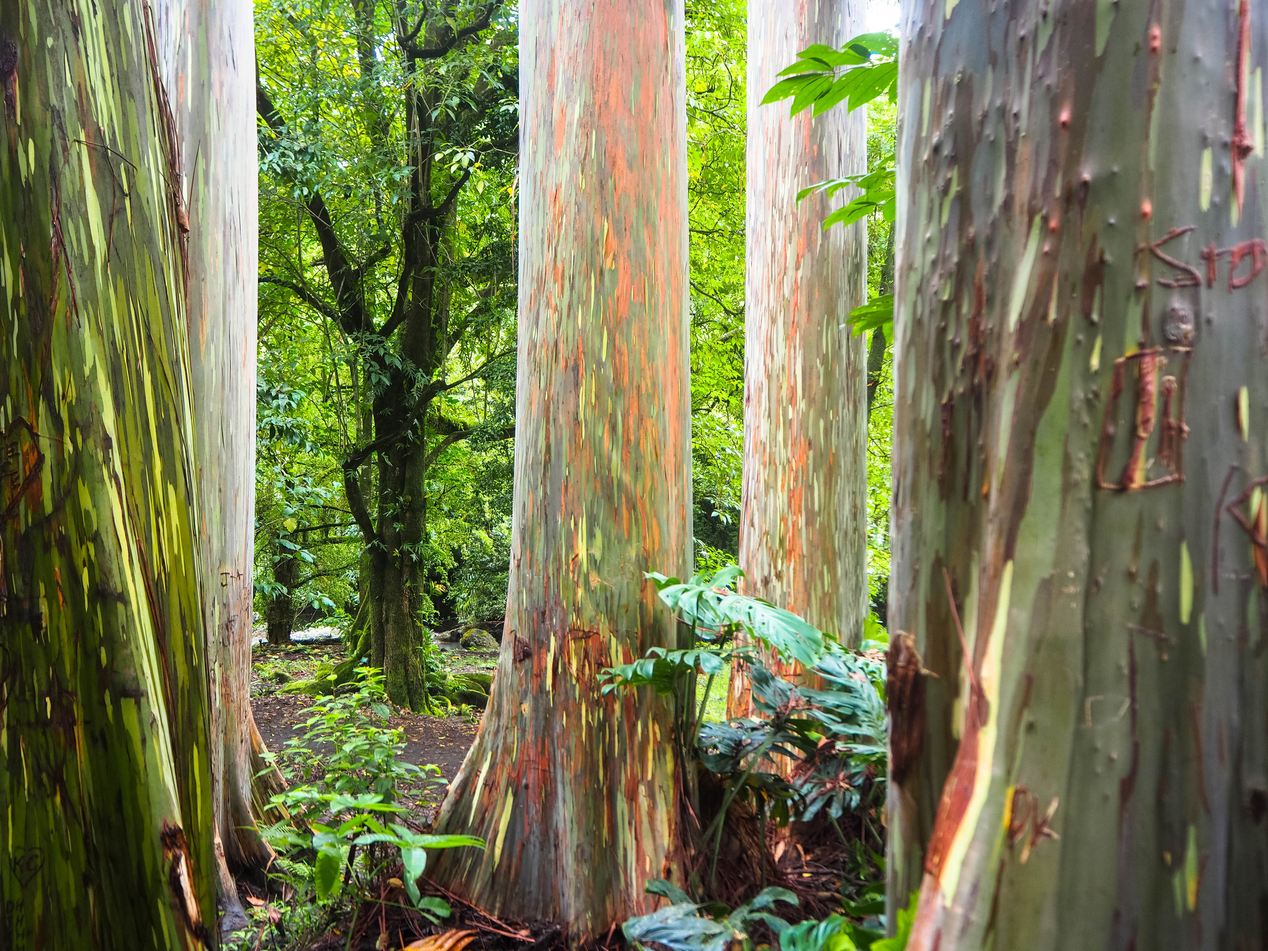 Rainbow Eucalyptus.jpg
