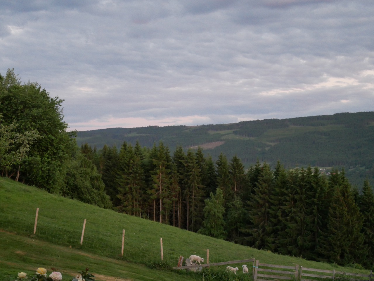 The view outside my window as I write. Happy little lambs. 11 PM.