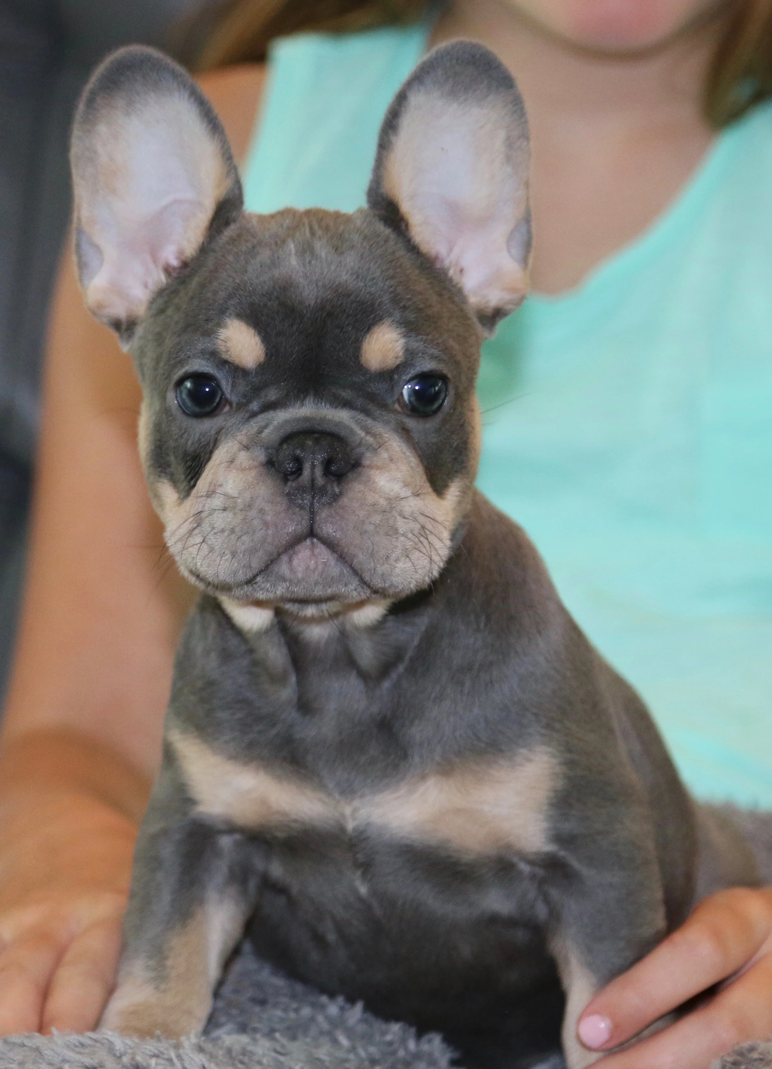 lilac and tan maskless french bulldog