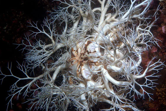 Tracking changes in underwater fish and invertebrate populations