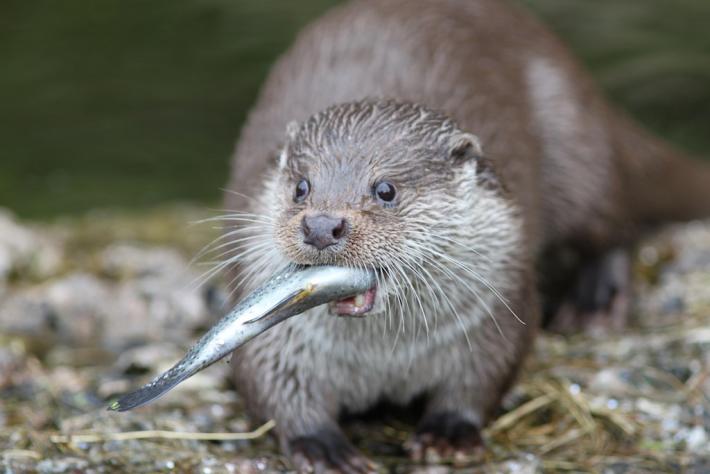 River Otter Diet and Predation Project