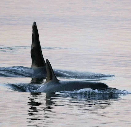 Killer Whale Ringtone