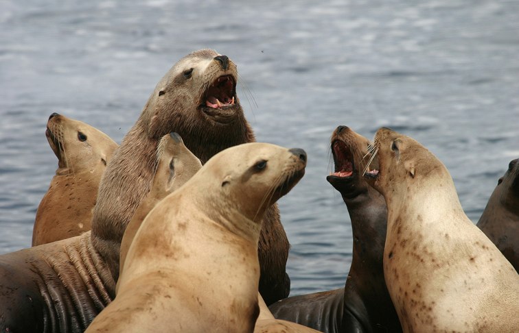 Steller Sea Lions removed from Endangered Species List — SeaDoc Society Steller Sea Lions removed from Endangered Species List — SeaDoc Society