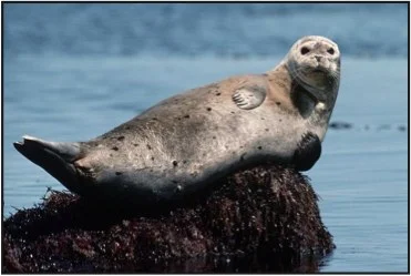 Harbor Seal Ringtone