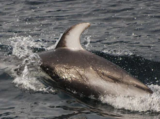Pacific White-Sided Dolphin Population Study