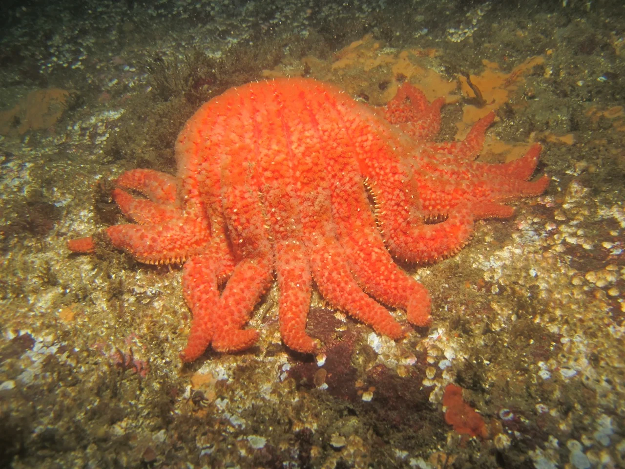 Sea Star Wasting Disease