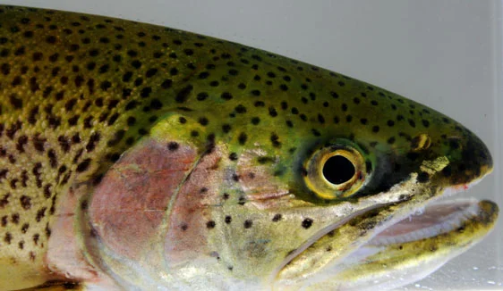 Coastal cutthroat trout in the San Juan Islands