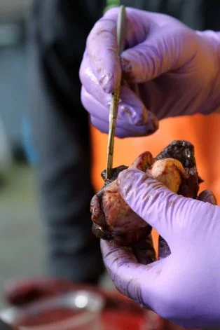 What killed orca L112?