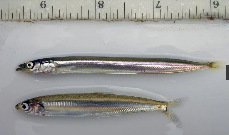How large is the Salish Sea's smelt population, and why does it matter?