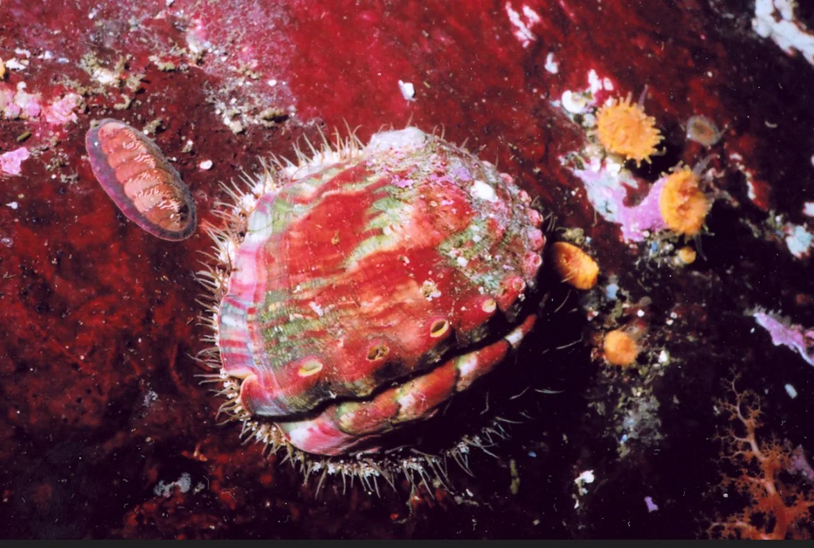 How science is saving Pinto abalone