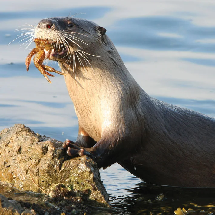 Do river otters eat endangered rockfish?