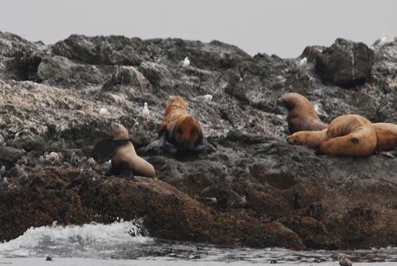 How do you help a 2,000 pound wild animal that’s entangled?