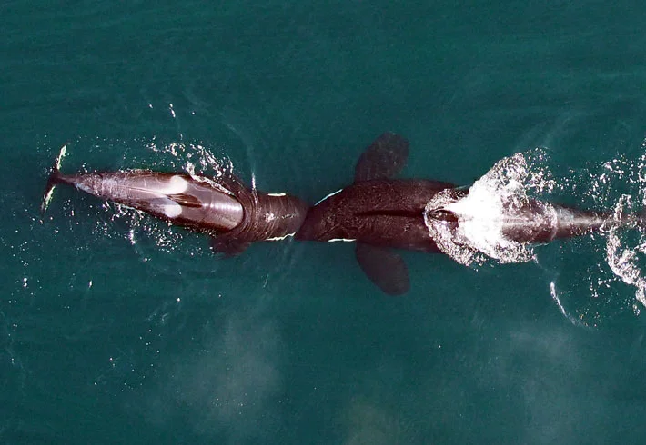Video: You've never seen killer whales like this before