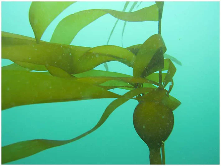Studying contaminants in edible seaweed from the Salish Sea