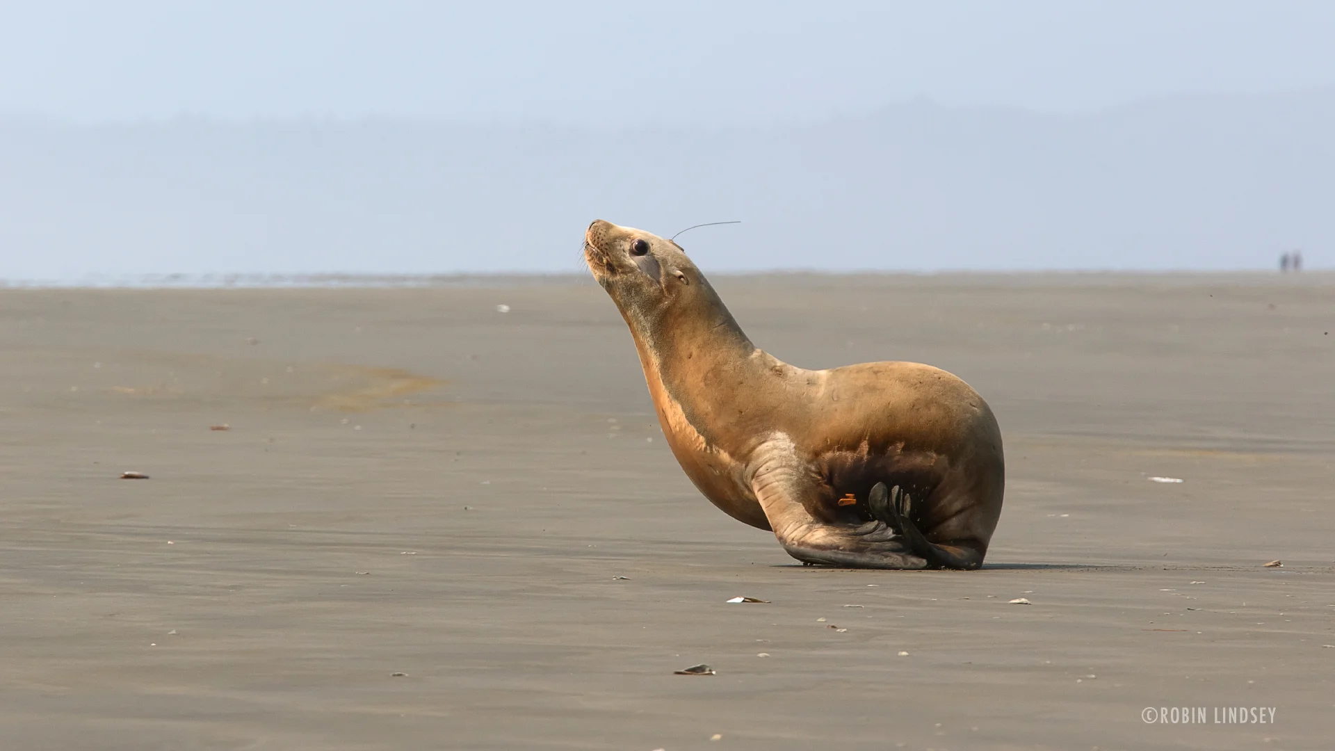 Tracking "Leo Henderson," a Steller sea lion pup