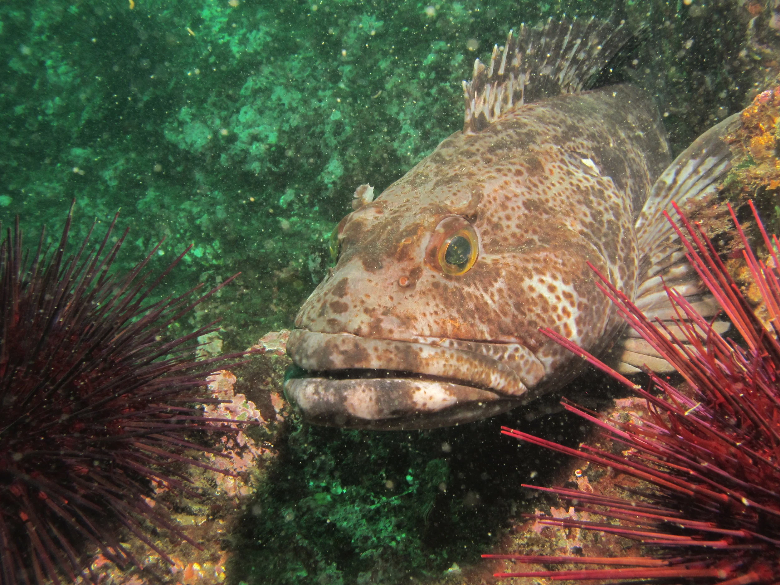 SeaDoc/REEF subtidal monitoring project 2015