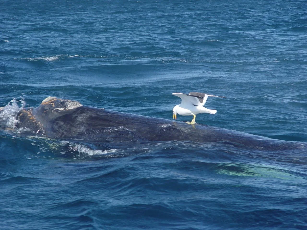 New study from Argentina: Gulls are feasting on living whales