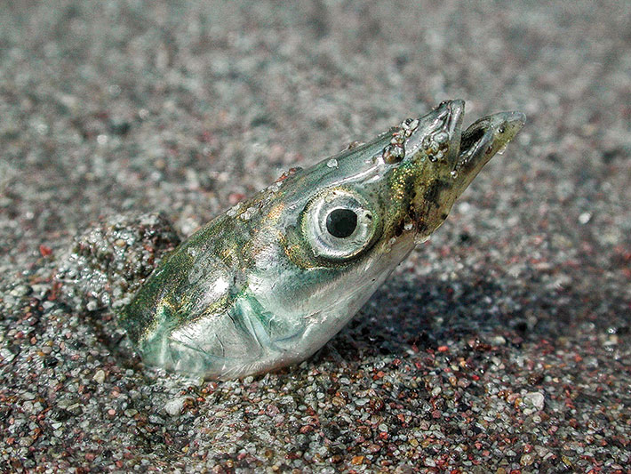 Sand Lance found hiding in existing salmon data