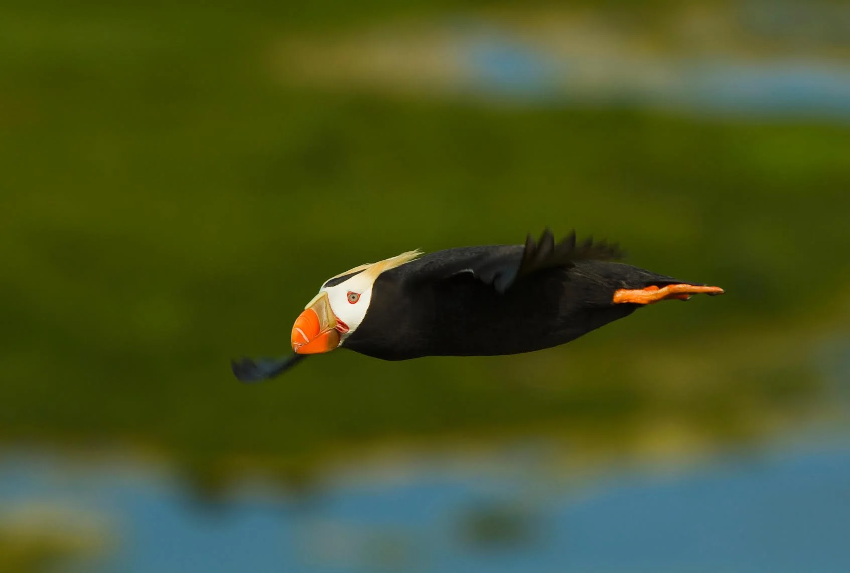 SeaDoc shifts paradigm for listing of endangered species