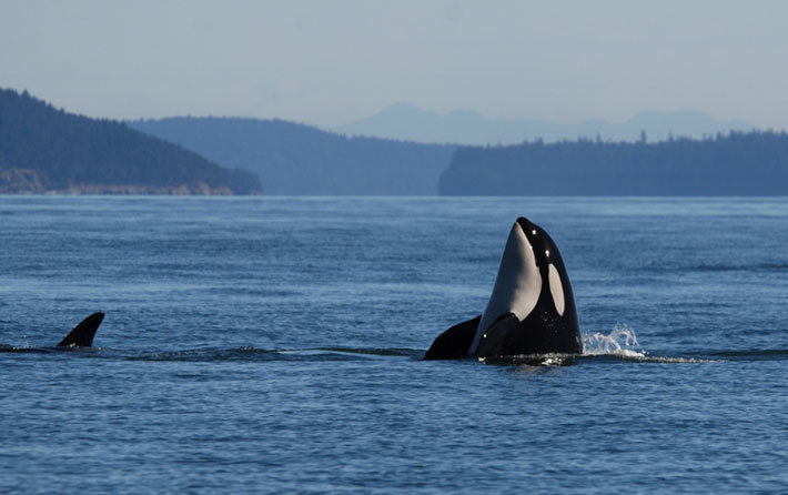 Killer whales to get personal health records