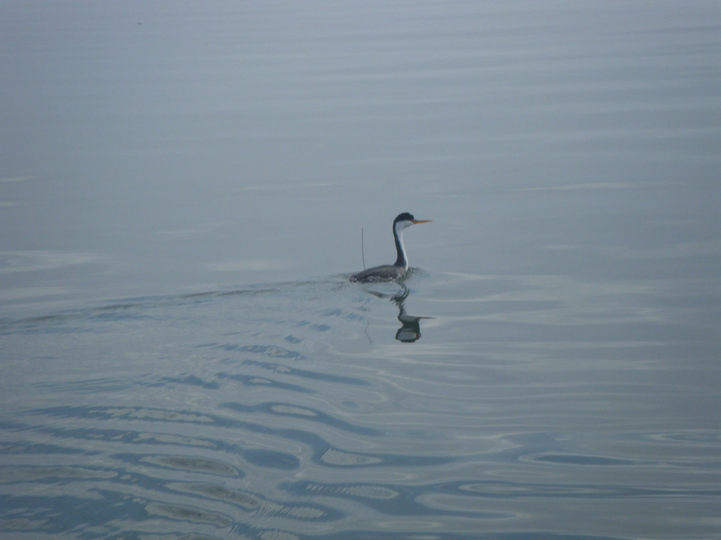 SeaDoc Operates on the Cutting Edge to Track Waterbirds