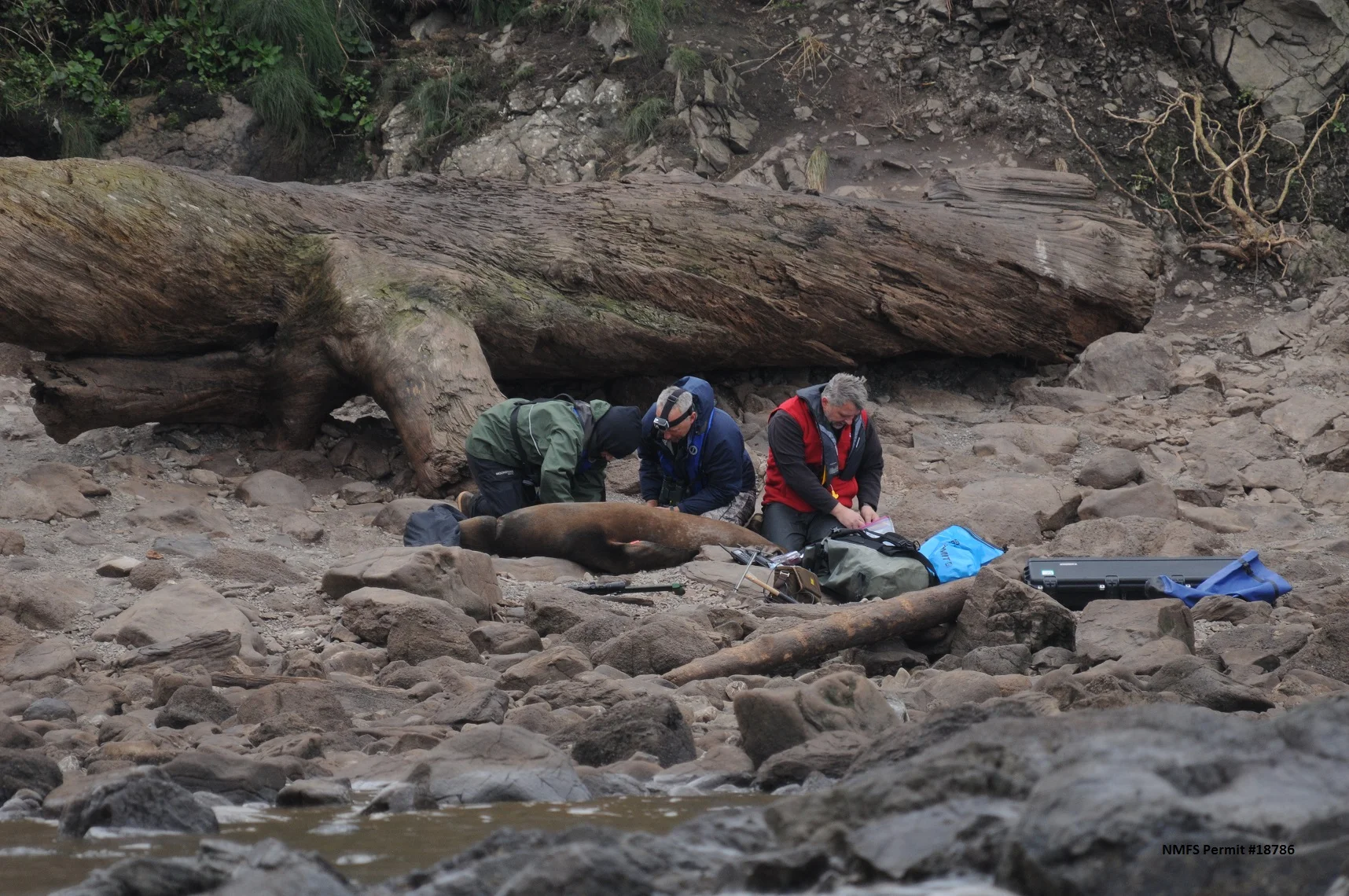 Freeing Entangled Sea Lions from Discarded Human Trash