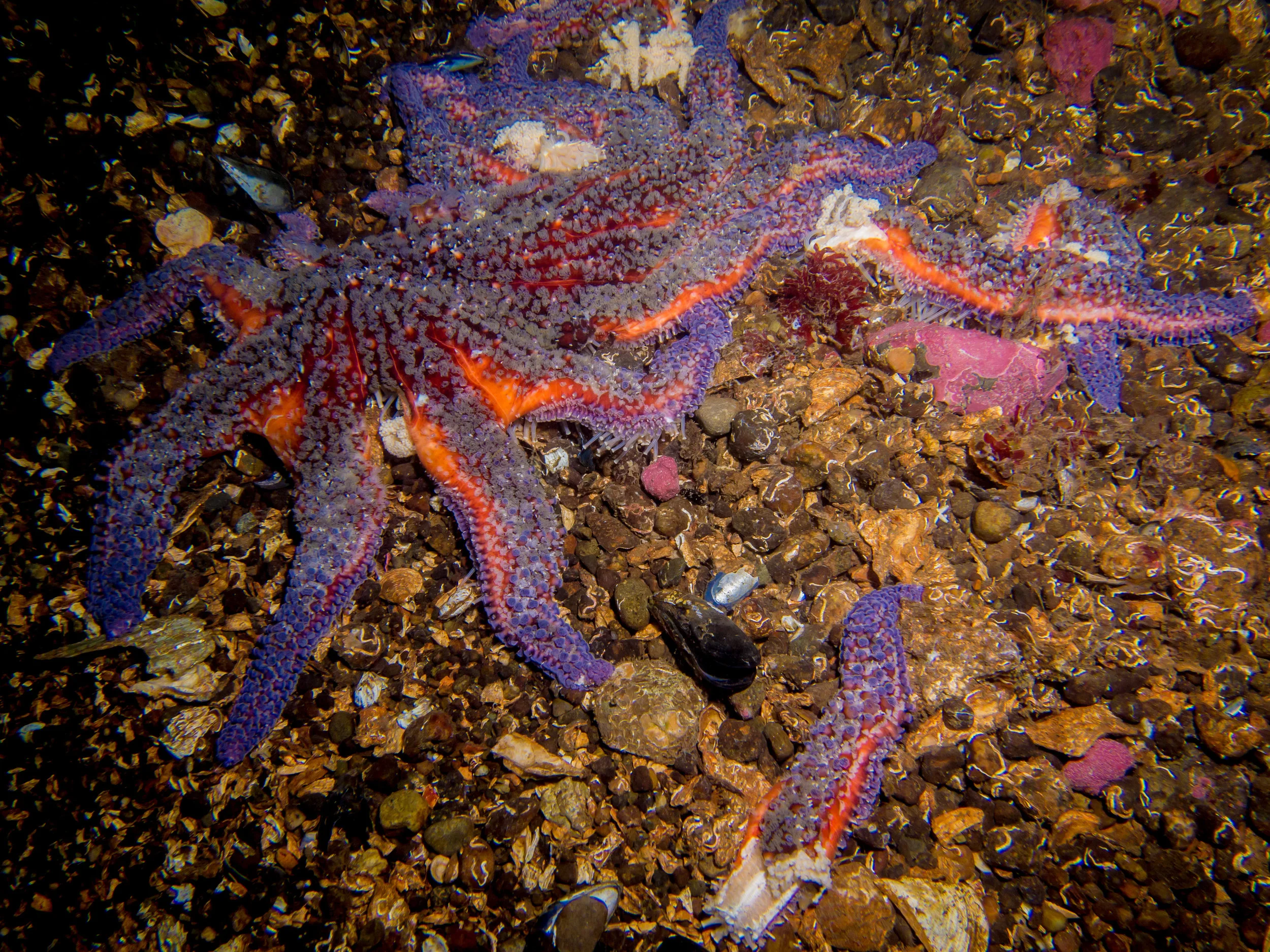 Serious Concern for Sunflower Sea Stars