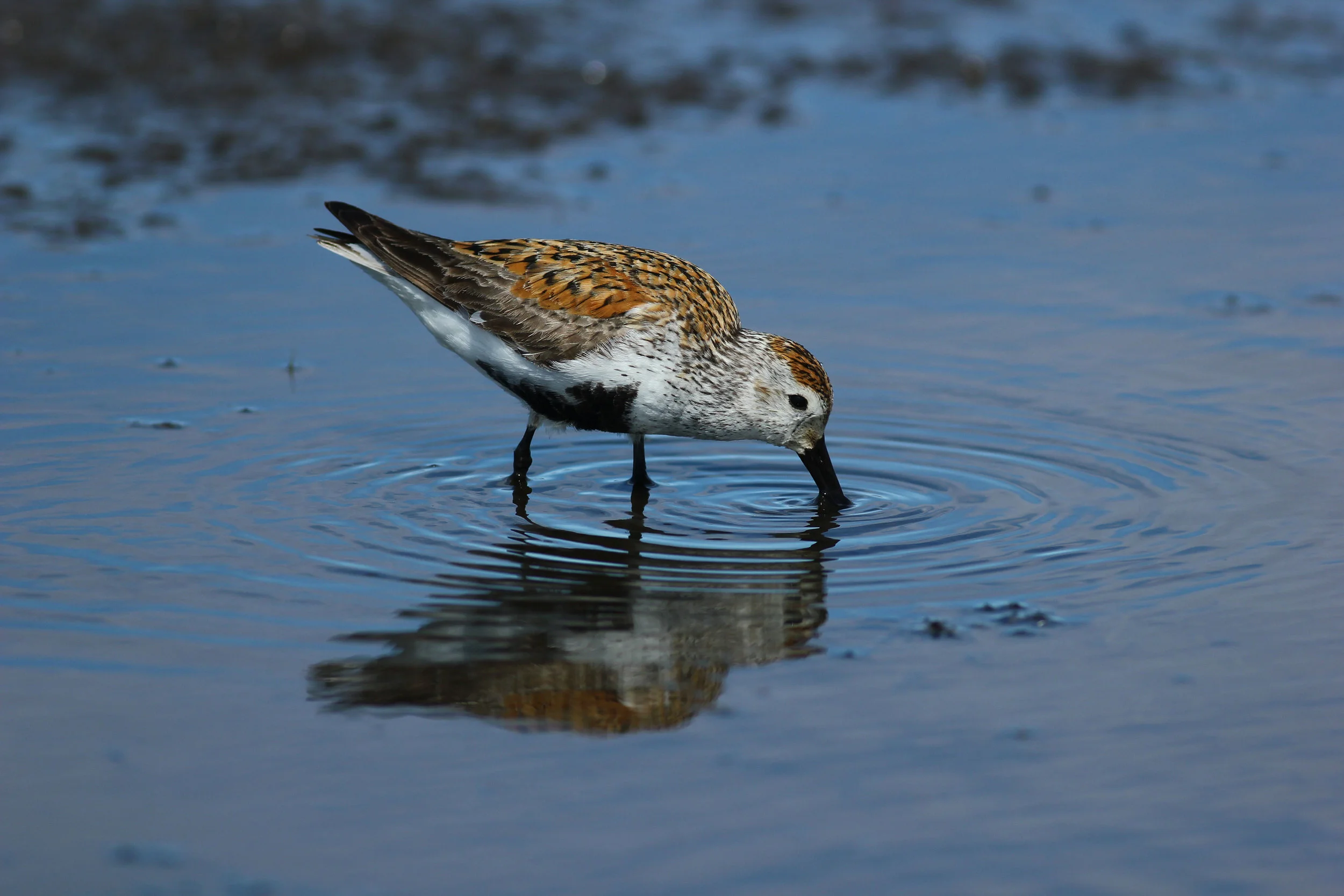 Shorebirds Share in Farm-to-Table Trend