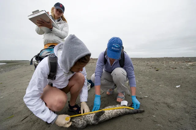 So Much Opportunity for Citizen Scientists in the Salish Sea