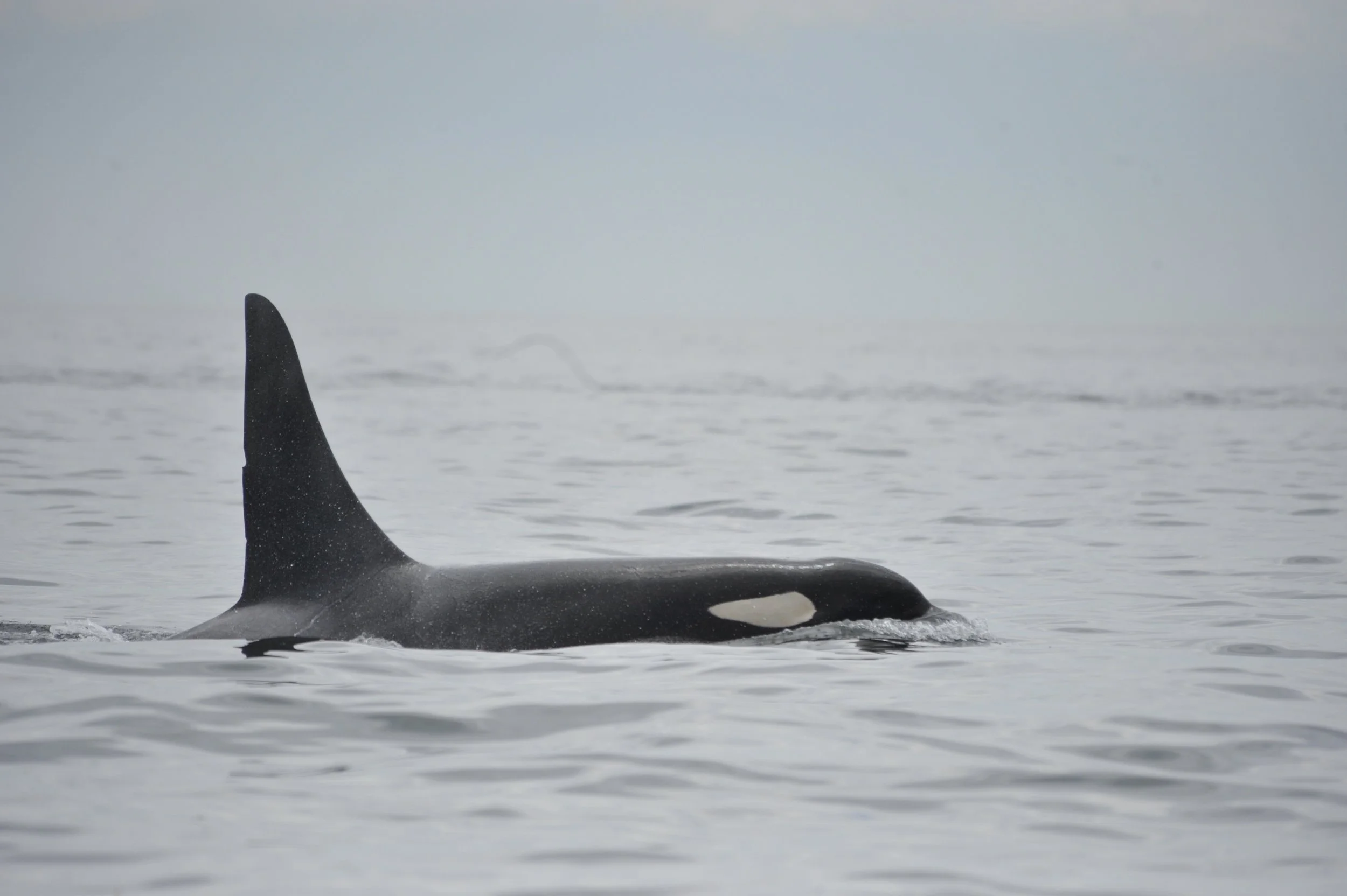 Are Southern Resident Killer Whales Starving?