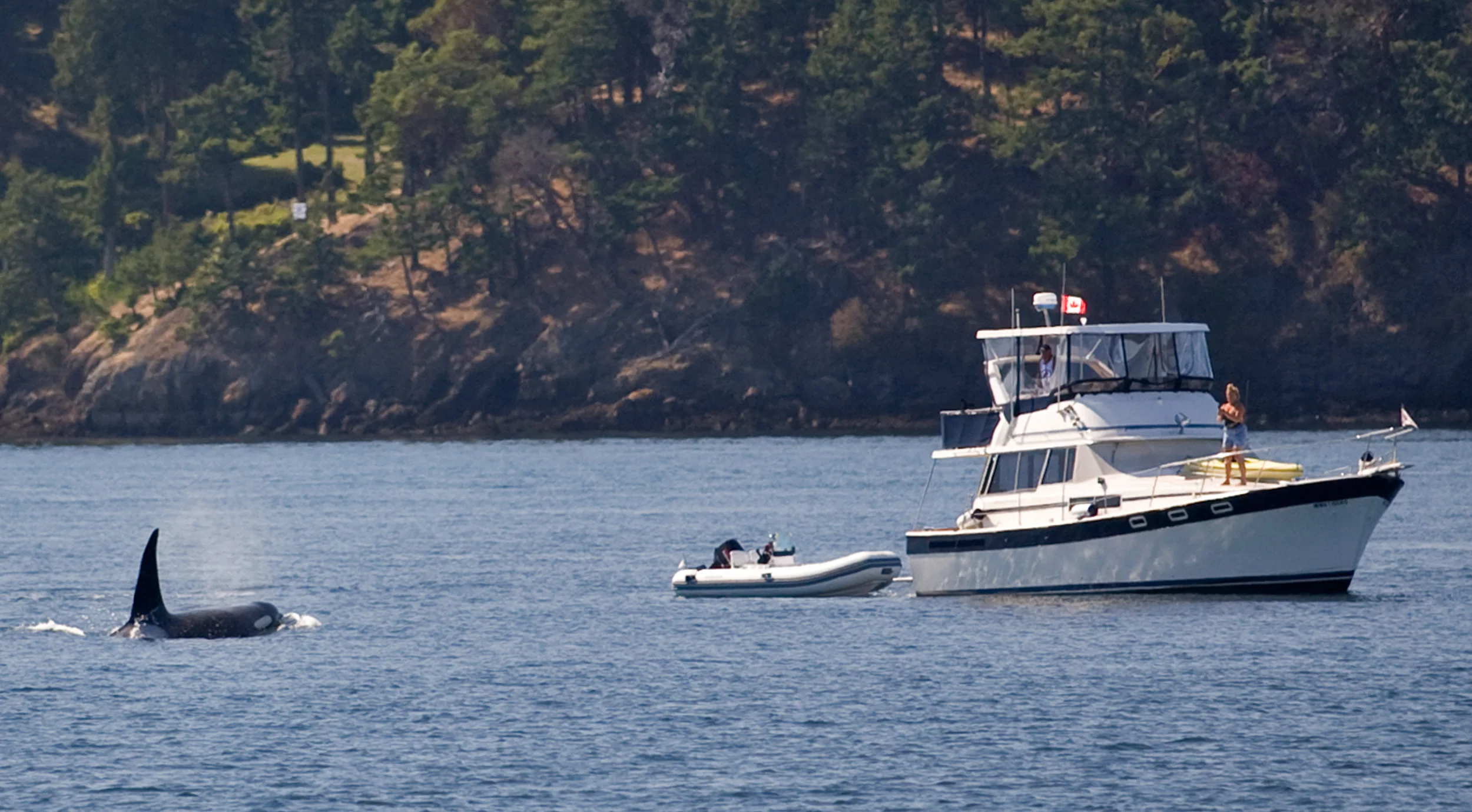 Zoning Issues: Using Science to Inform Decisions on Orca Protection