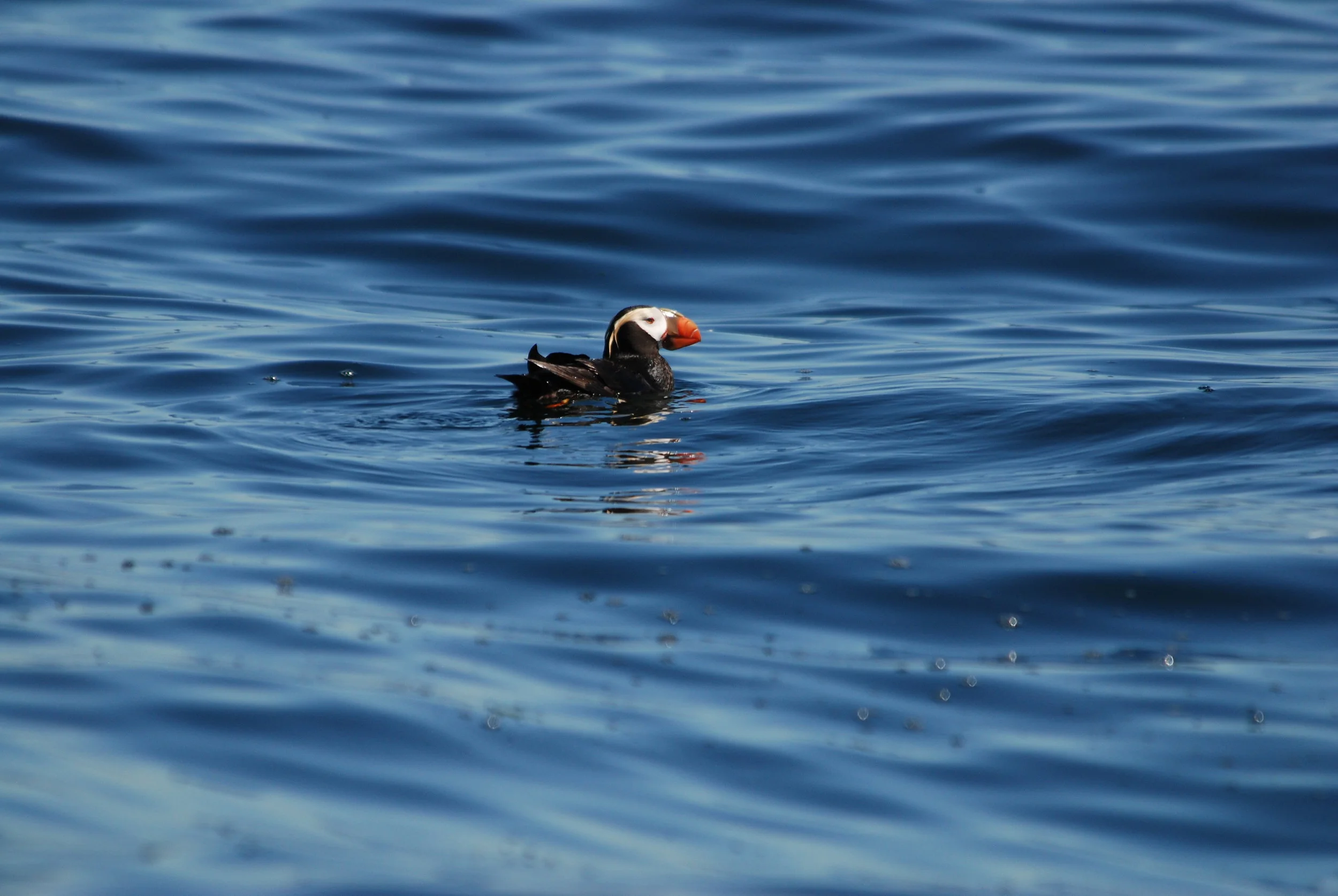 Power to the Puffins