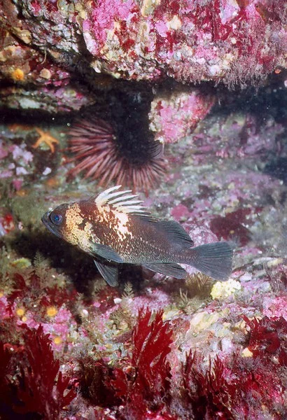 Who are SeaDoc Society’s stakeholders?