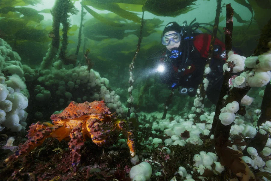 SeaDoc Finds Millions of Scuba Dollars Bubbling Through Local Economy