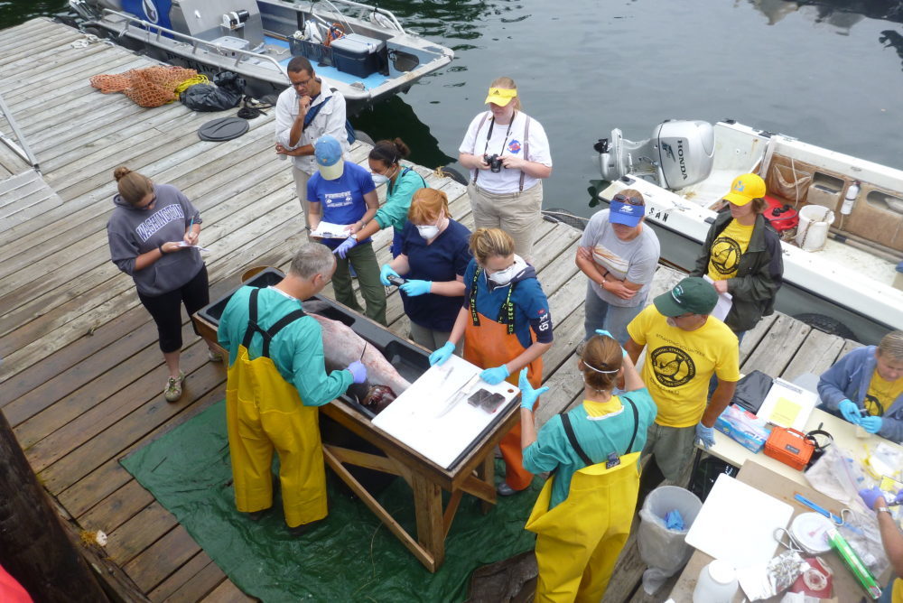 Another Year of Marine Mammal Stranding Response, Thanks to Federal Grant