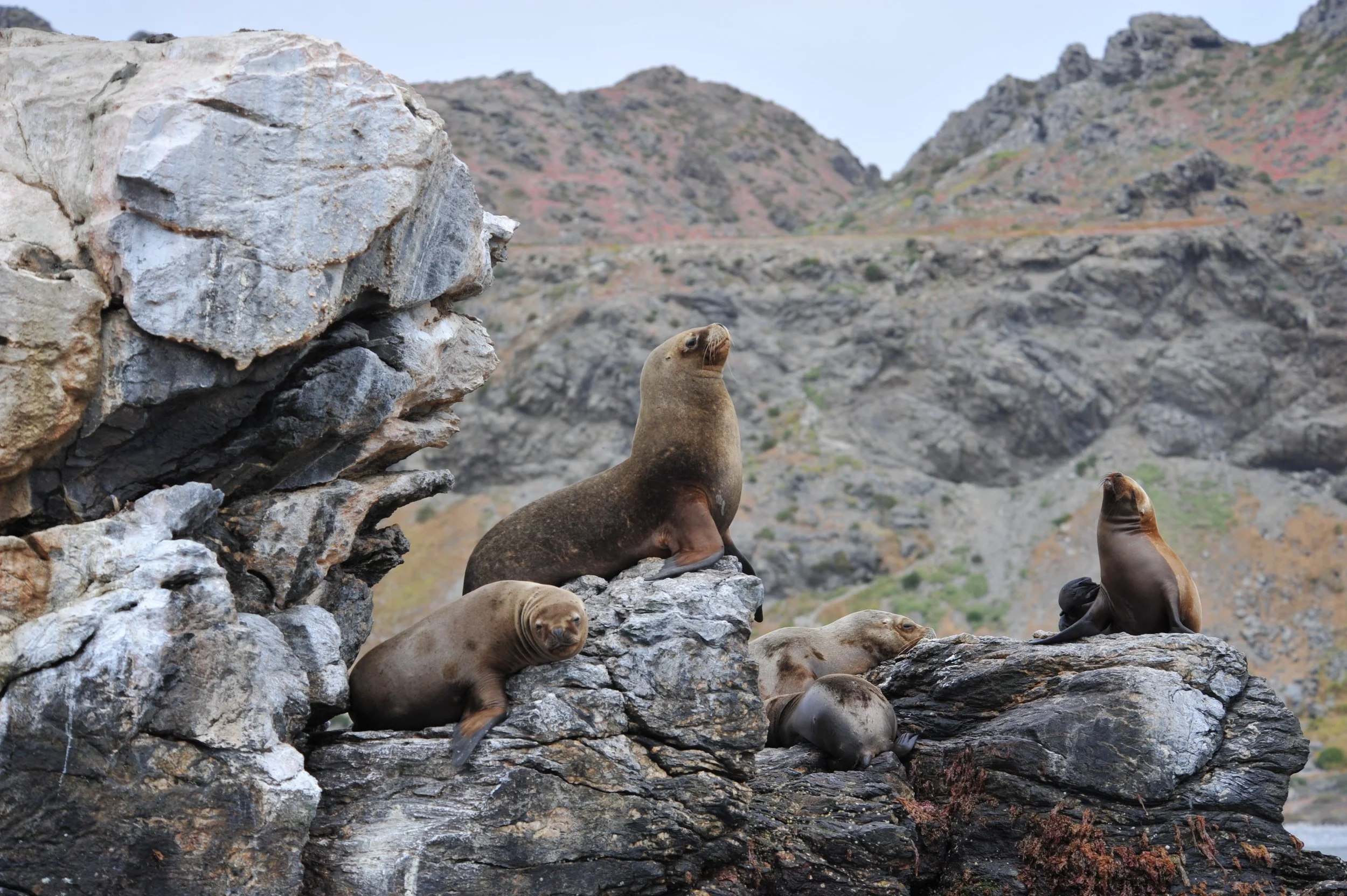 SeaDoc's Joe Gaydos Lends Expertise to Veterinarians in South America