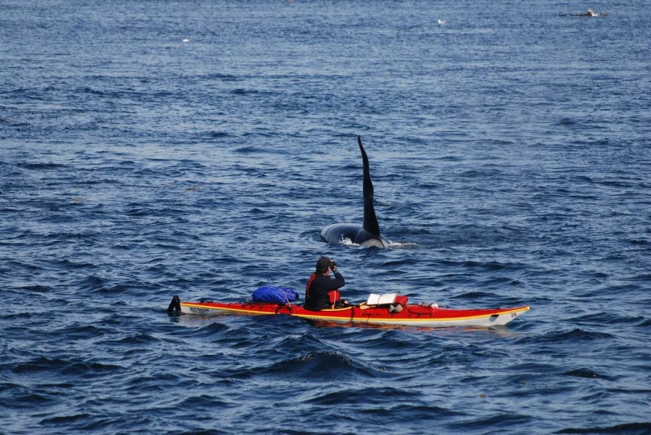 Dollars and the Senses: The Economics of Wildlife Watching